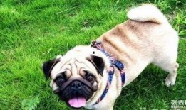 巴哥最新爆料信息网址,最新爆料信息网址深度解析